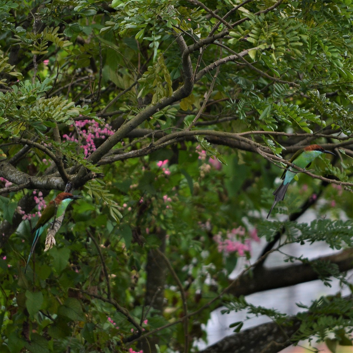 Rufous-crowned Bee-eater - ML184095801