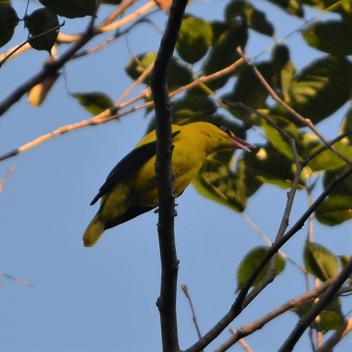 Black-naped Oriole - ML184095851