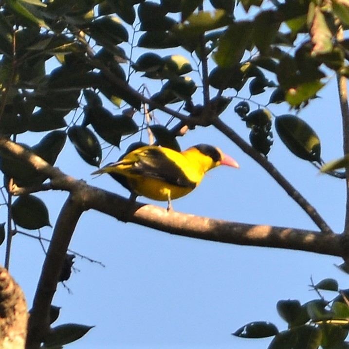 Black-naped Oriole - ML184095861