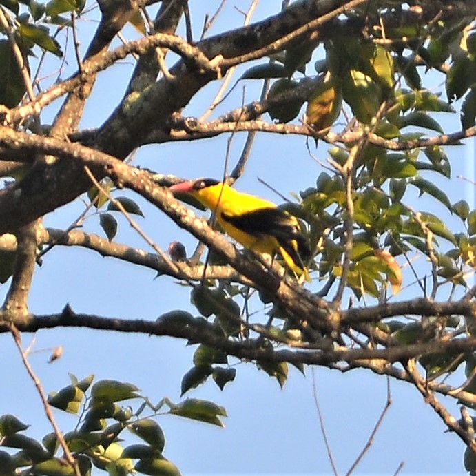 Black-naped Oriole - ML184095871