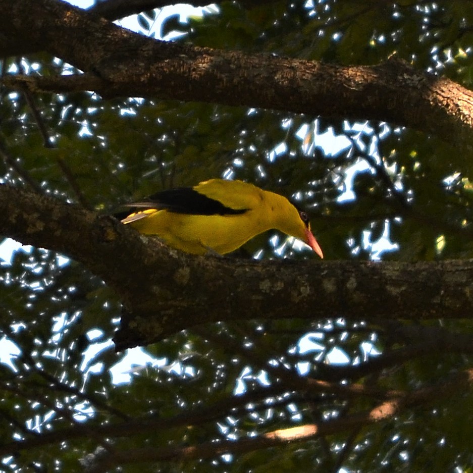 Black-naped Oriole - ML184095881