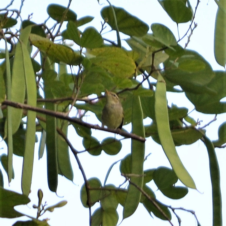 Arctic Warbler - ML184095901