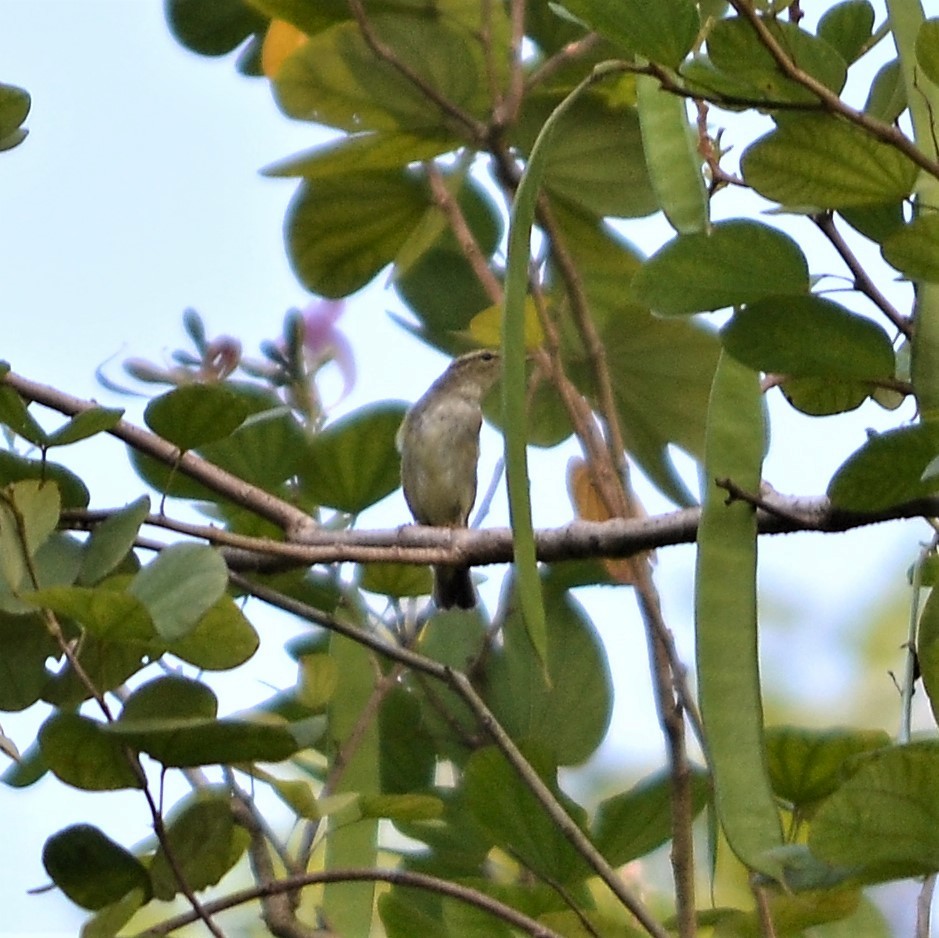 Arctic Warbler - ML184095921