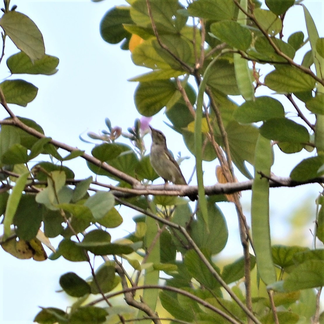 Arctic Warbler - Tristan Mirasol