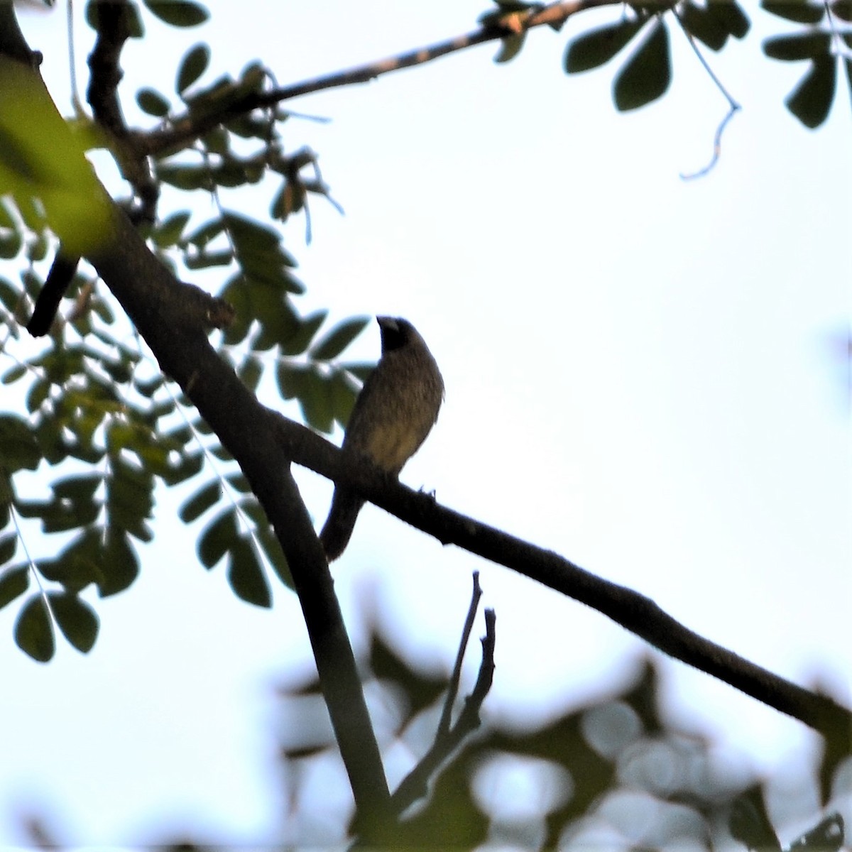 Scaly-breasted Munia - Tristan Mirasol