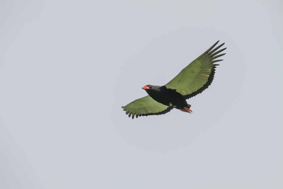 Bateleur des savanes - ML184097361