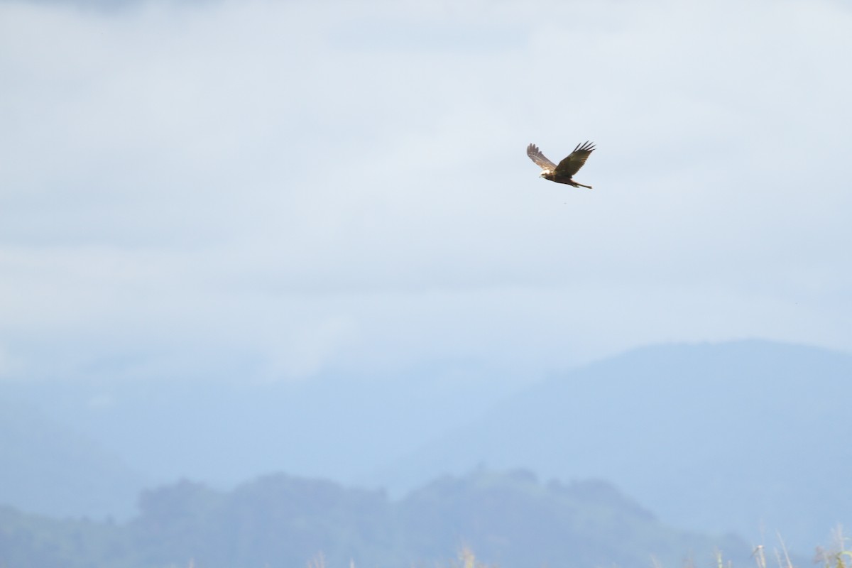 Western Marsh Harrier - ML184097421