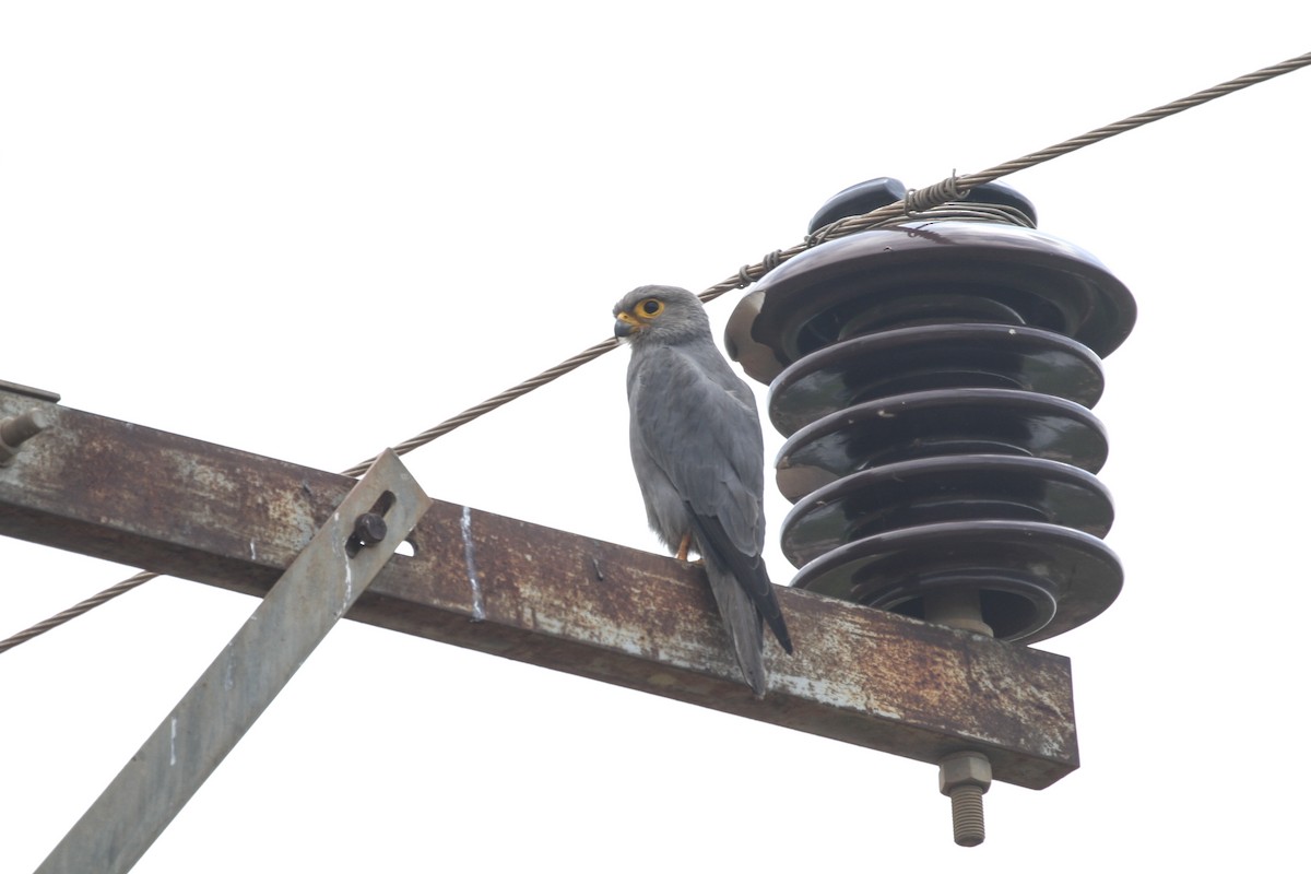 Gray Kestrel - ML184097431