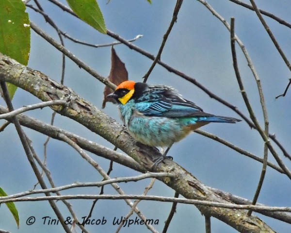 Saffron-crowned Tanager - ML184097451