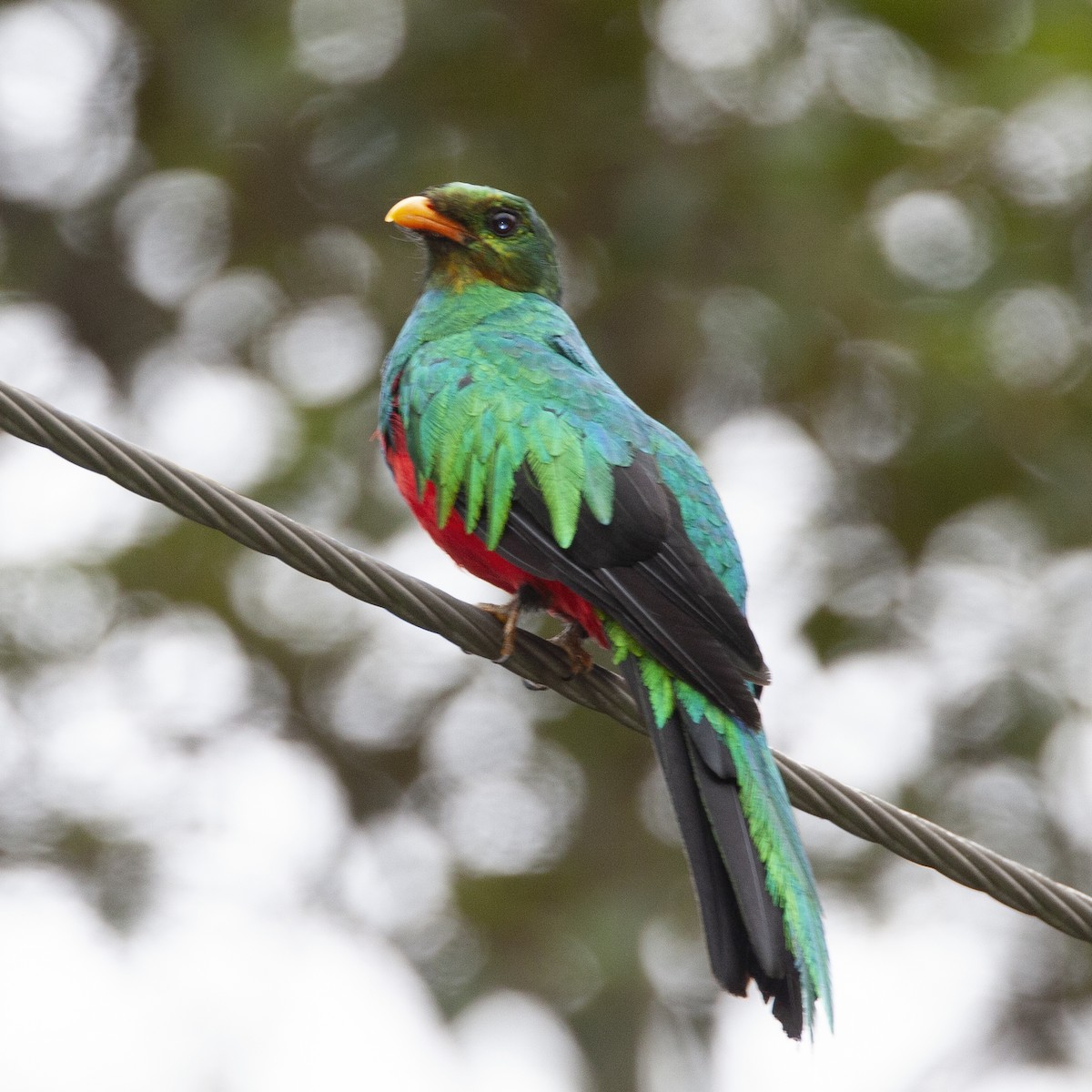 Golden-headed Quetzal - ML184097471