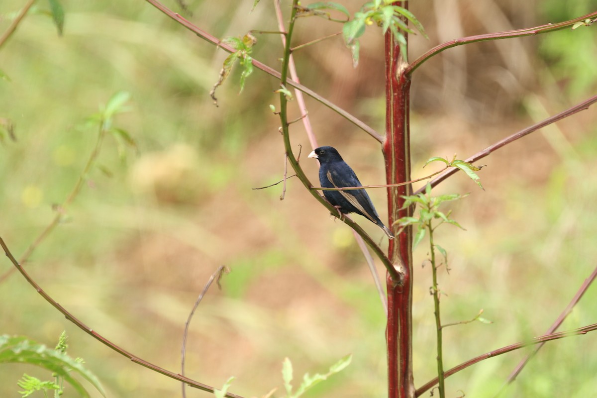 Wilson's Indigobird - ML184097481