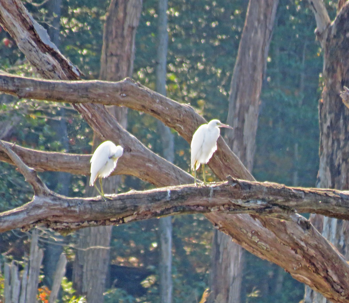 Little Blue Heron - Sue and Alan Young