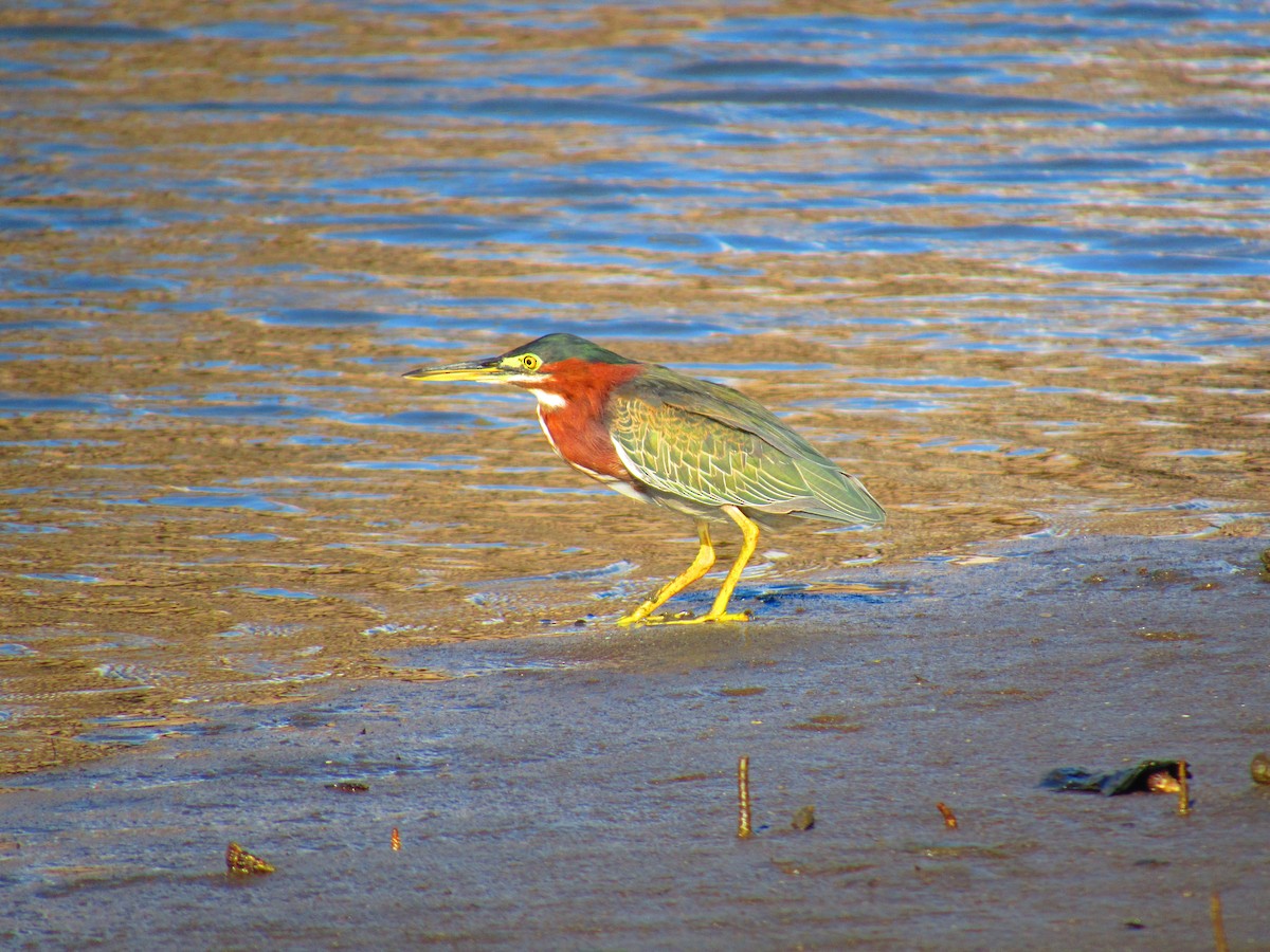 Green Heron - Oscar Bermúdez Collado