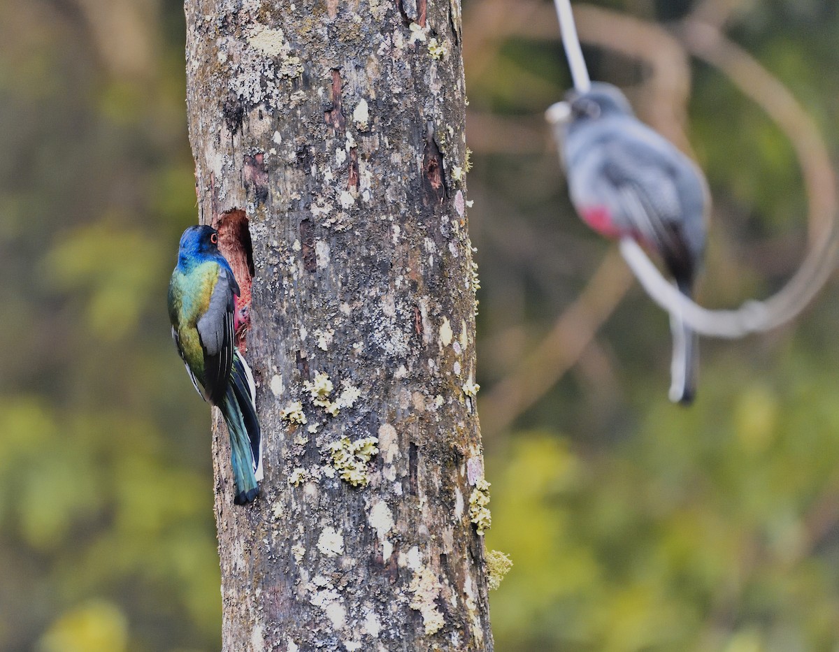 trogon surucua - ML184100981