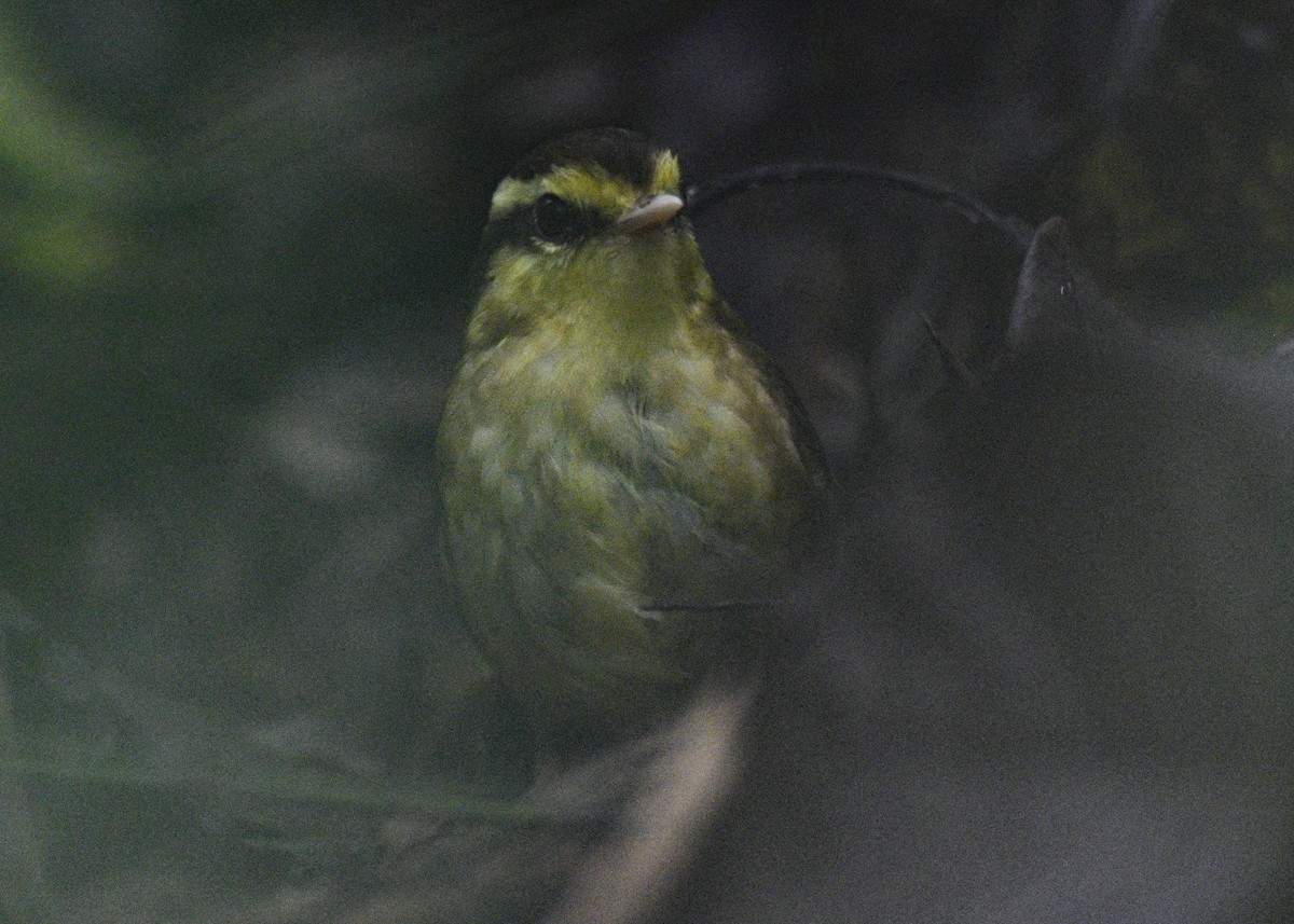 Yellow-browed Oxylabes - ML184101051