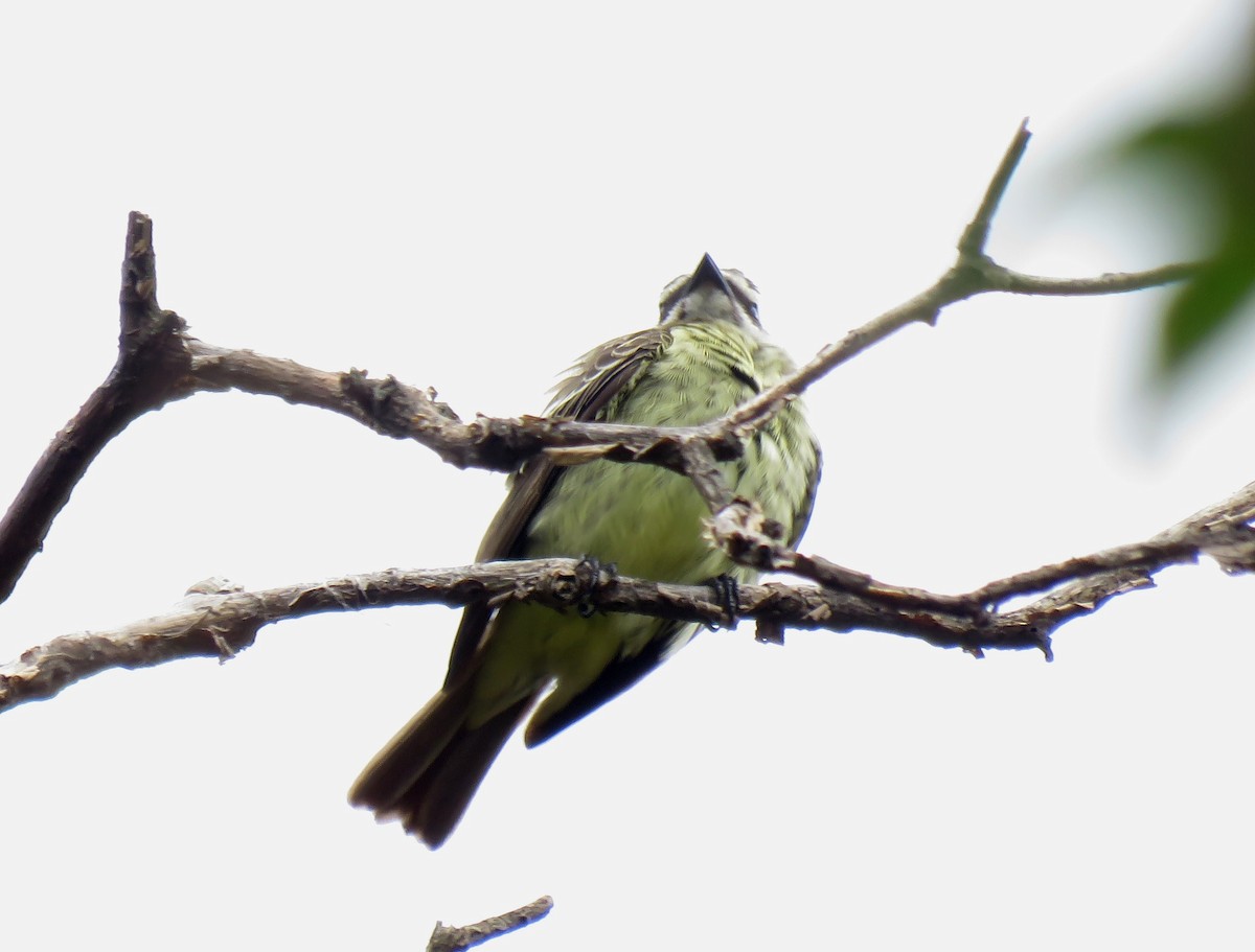 Piratic Flycatcher - ML184101141