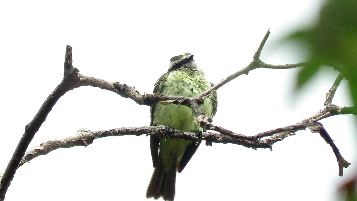 Piratic Flycatcher - ML184101151