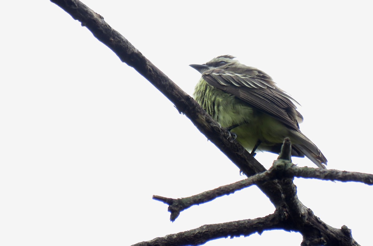 Piratic Flycatcher - ML184101161