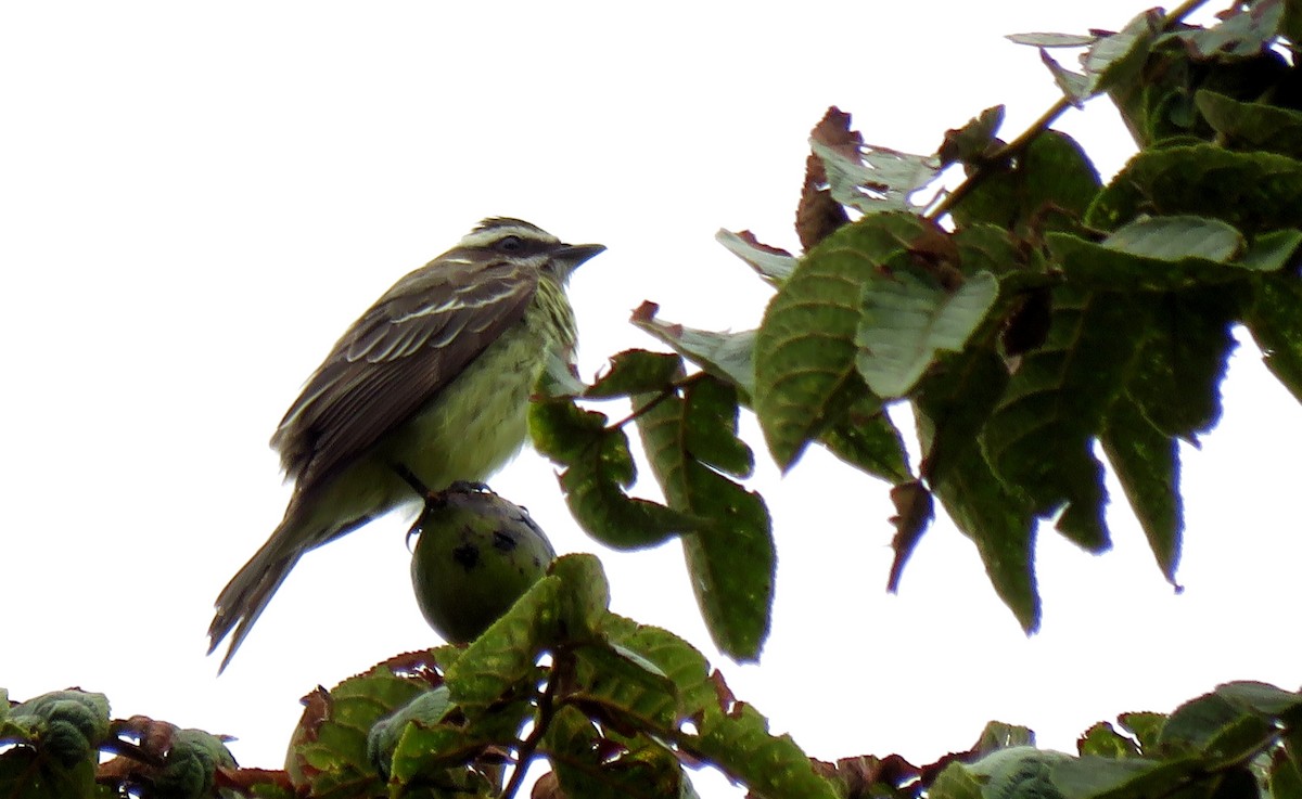 Piratic Flycatcher - ML184101171