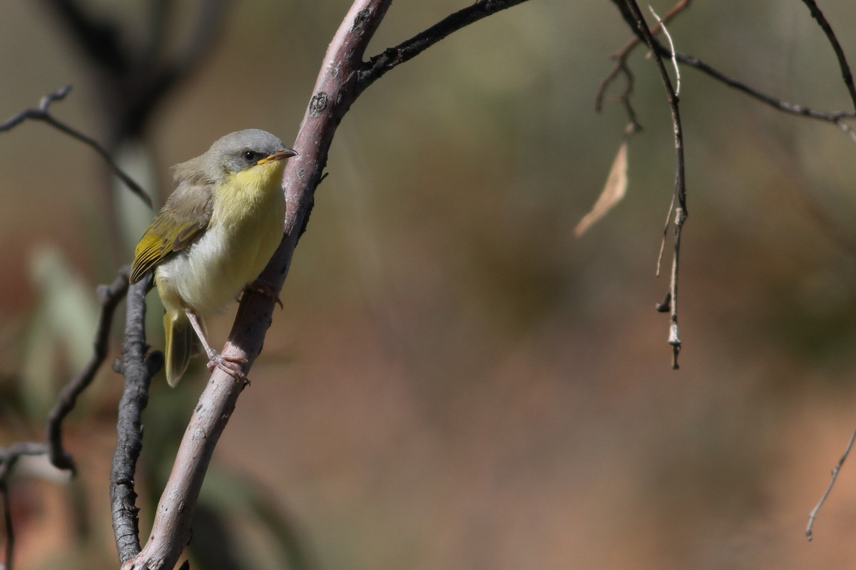 Gray-headed Honeyeater - Eliot Miller