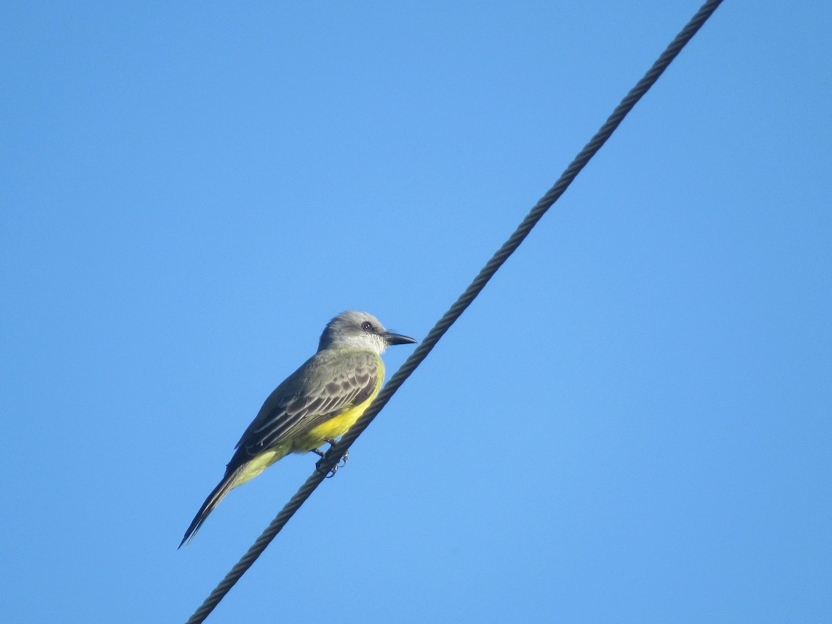 Tropical Kingbird - ML184101581