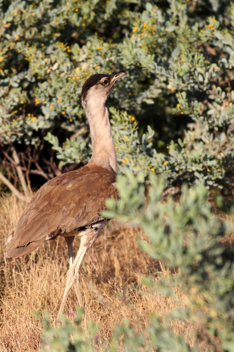 Australian Bustard - Eliot Miller