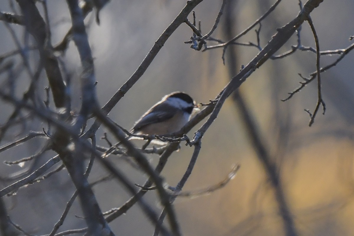 Black-capped Chickadee - ML184102231