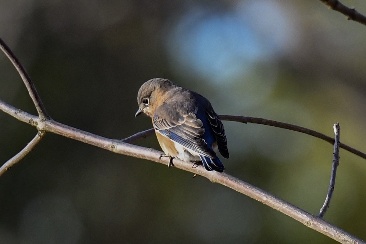 Eastern Bluebird - ML184102311