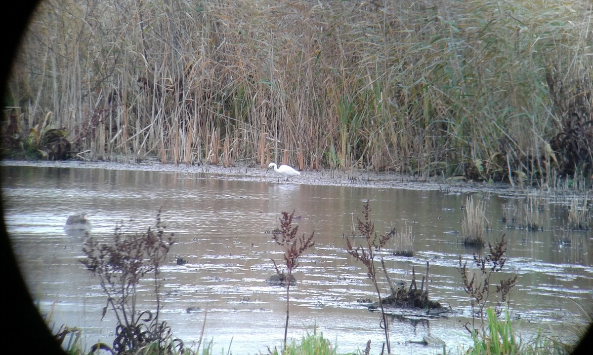 Little Egret - ML184102351