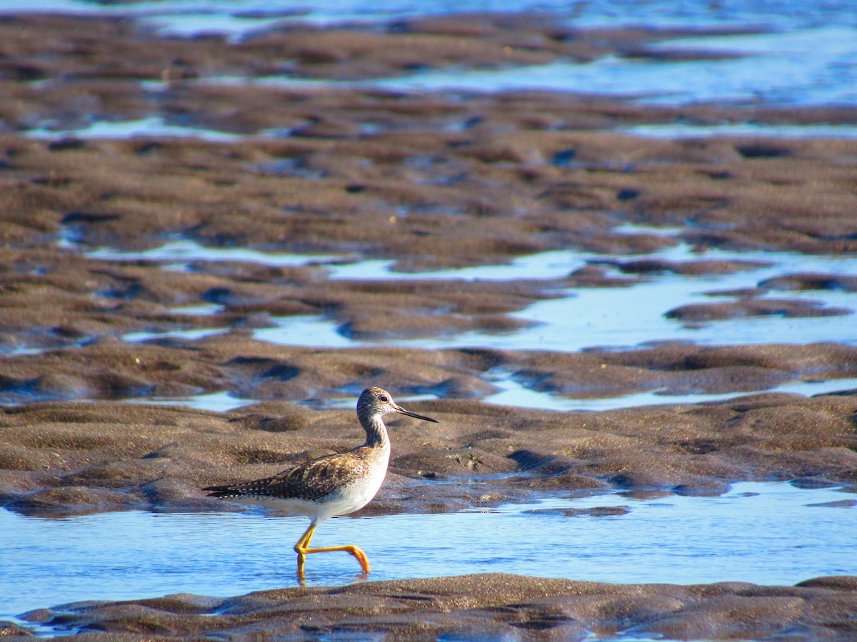 Greater Yellowlegs - ML184102821