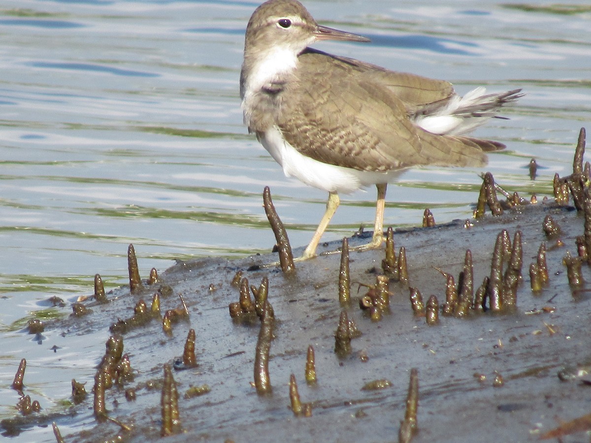 Spotted Sandpiper - ML184103091