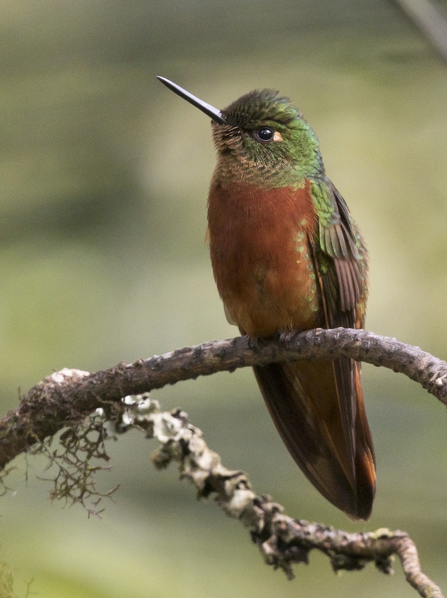 kolibřík peruánský - ML184104621