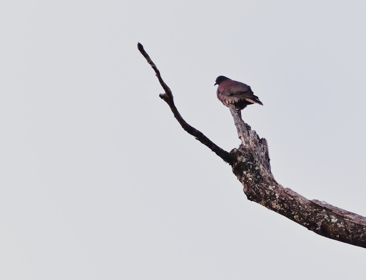 Pale-vented Pigeon - ML184105501