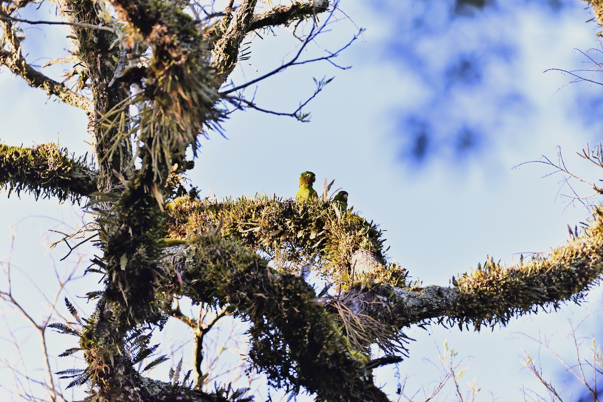 White-eyed Parakeet - ML184105771