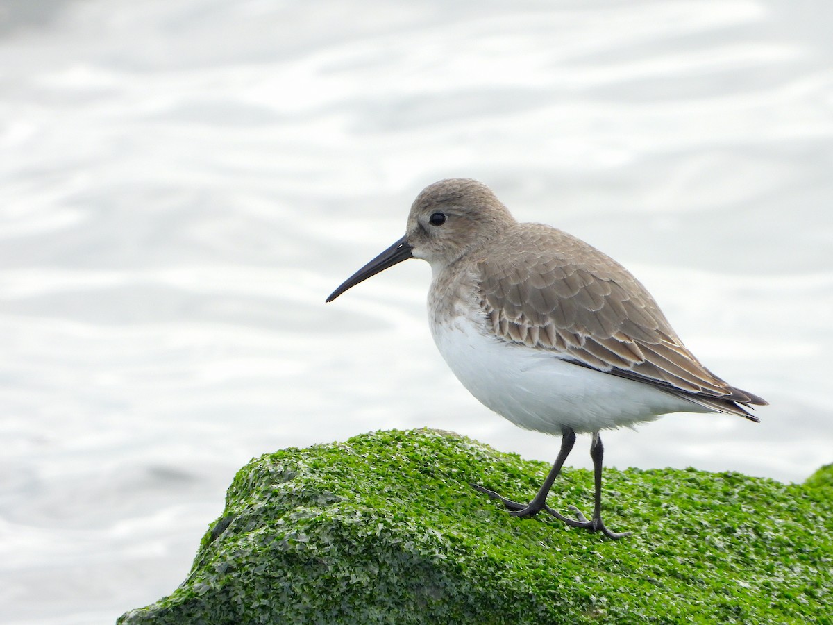 Dunlin - Farshad Pourmalek