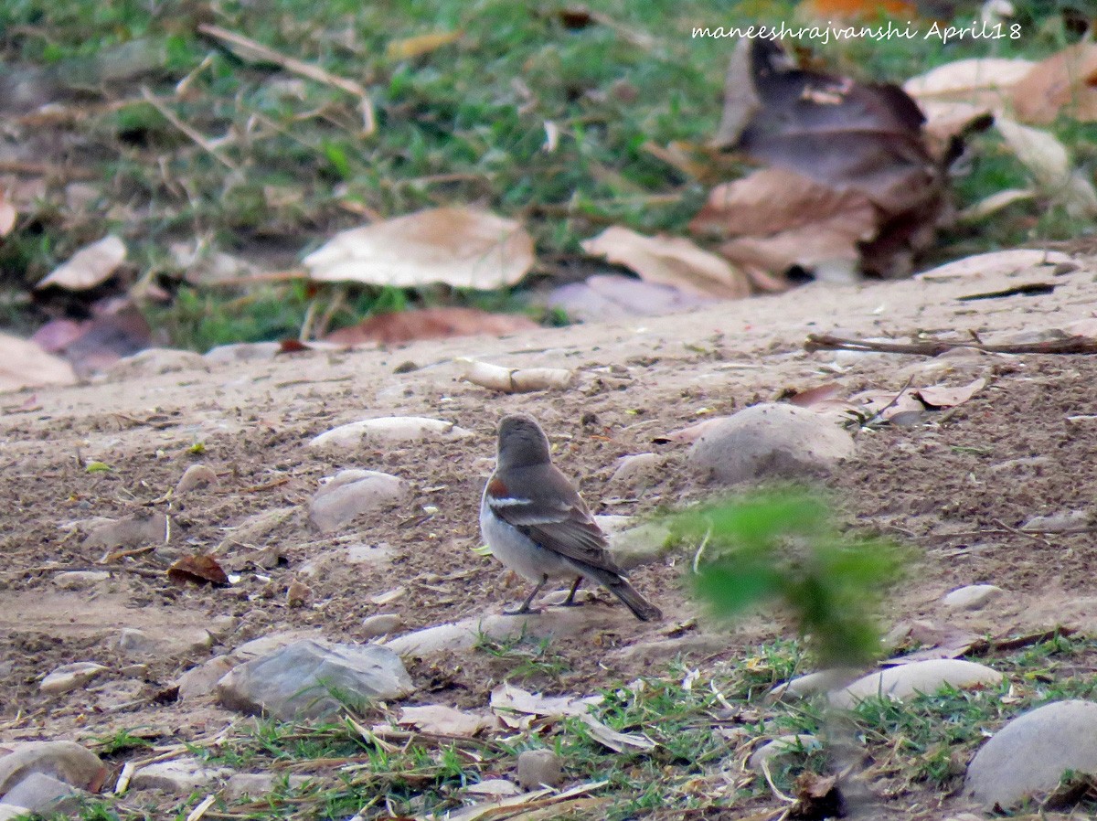 Yellow-throated Sparrow - Maneesh Rajvanshi