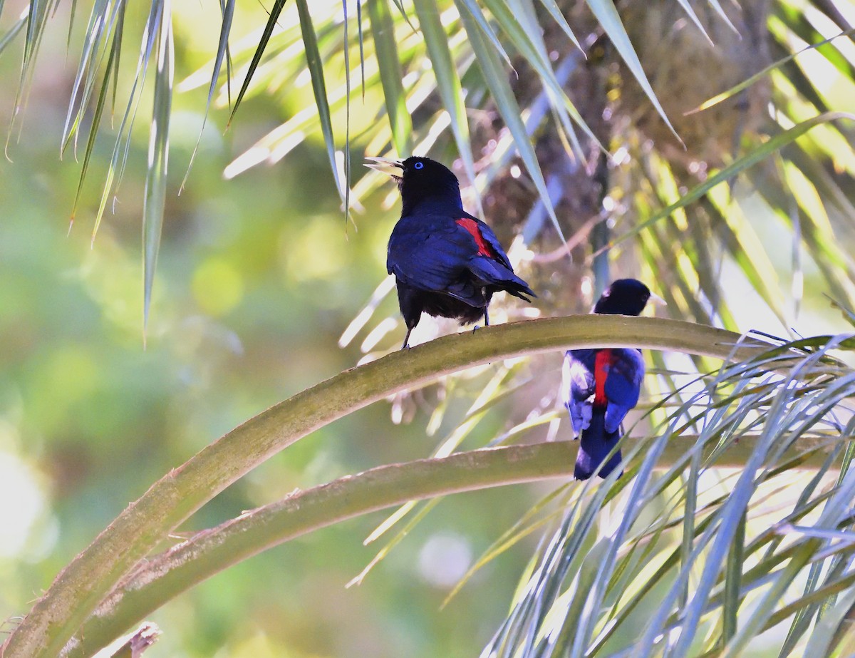 Red-rumped Cacique - Miguel Ansenuza