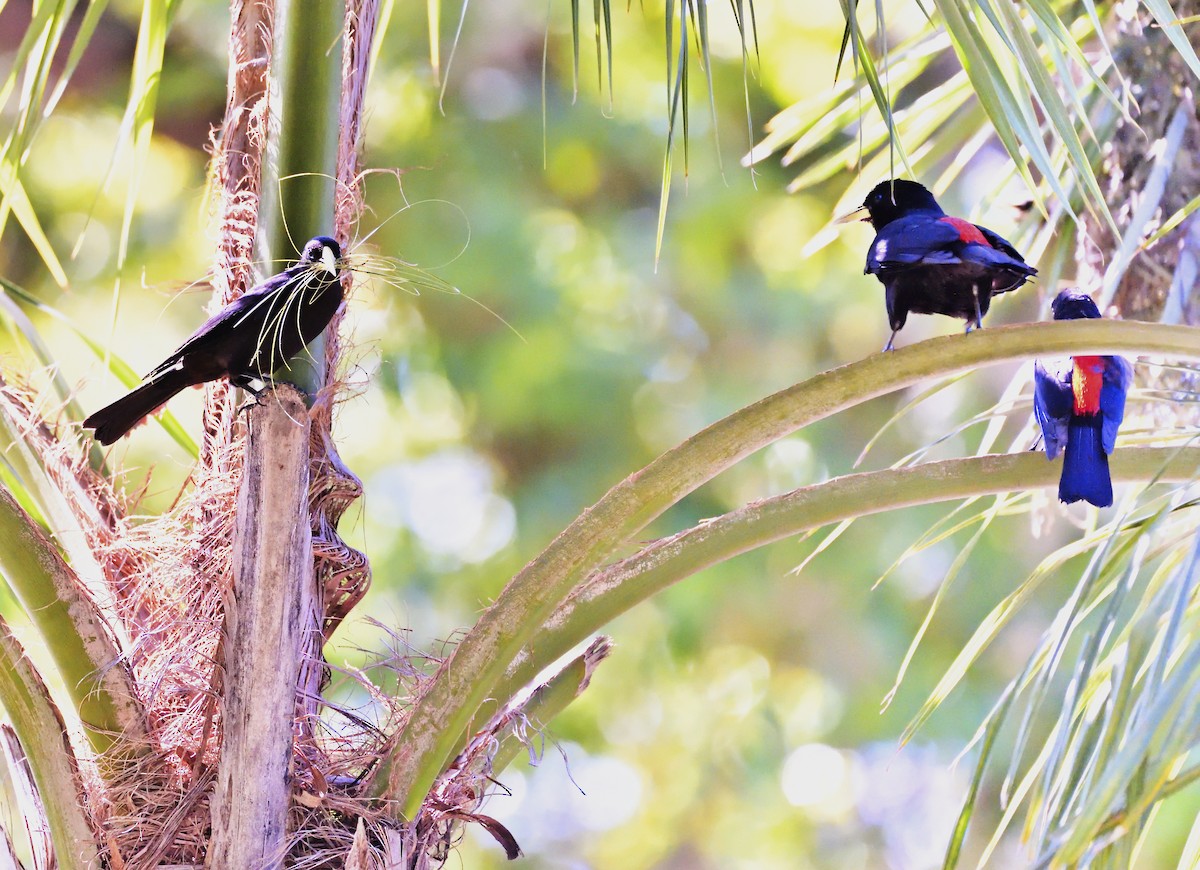 Red-rumped Cacique - Miguel Ansenuza