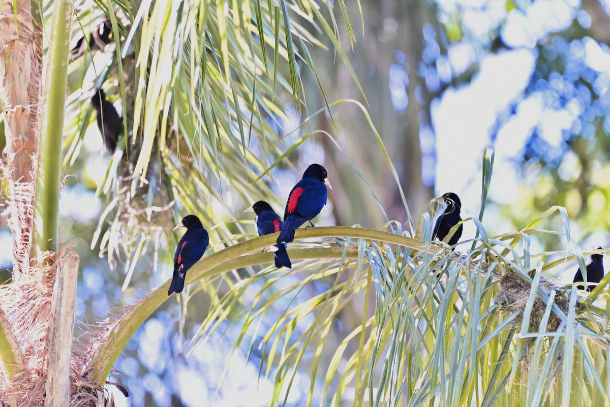 Red-rumped Cacique - Miguel Ansenuza