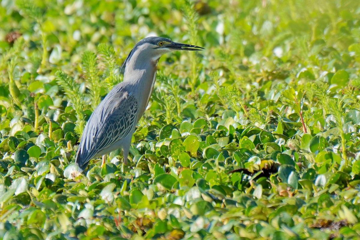 volavka proměnlivá (ssp. striata) - ML184106851