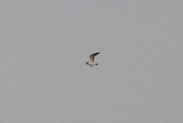 Franklin's Gull - ML184107861