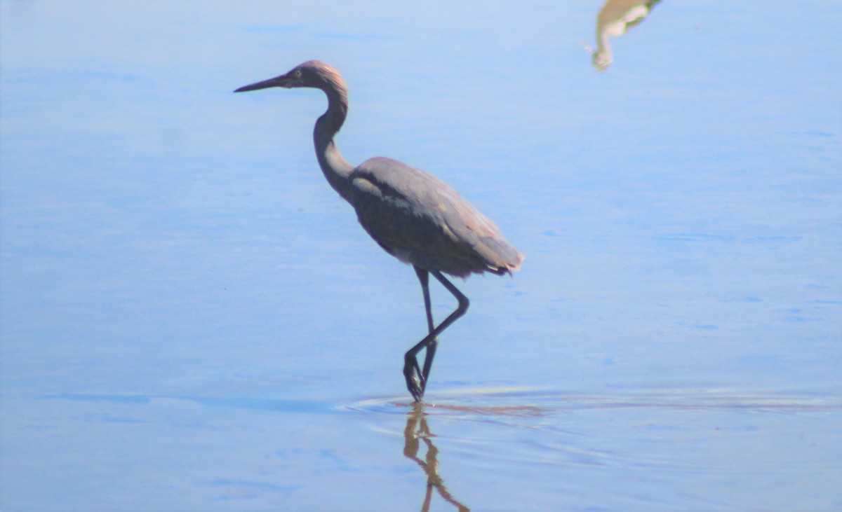 Reddish Egret - ML184108601