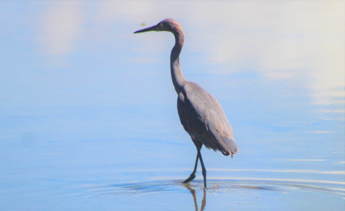 Reddish Egret - ML184108611