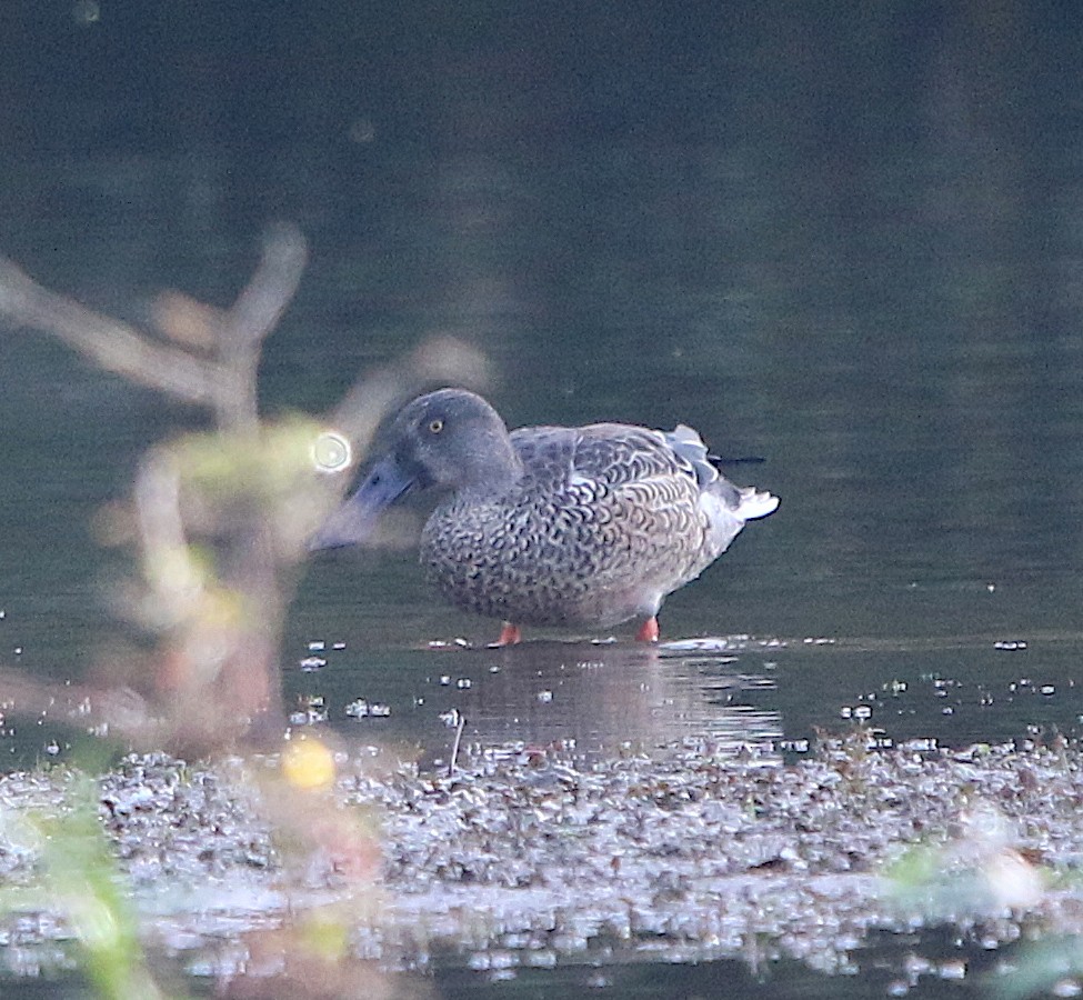 Northern Shoveler - ML184109361