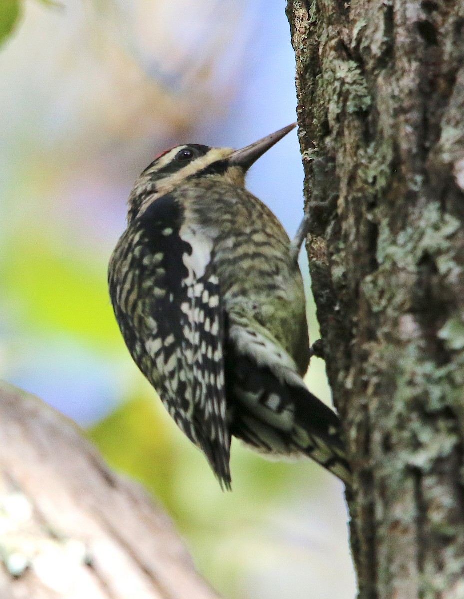 Yellow-bellied Sapsucker - ML184109611