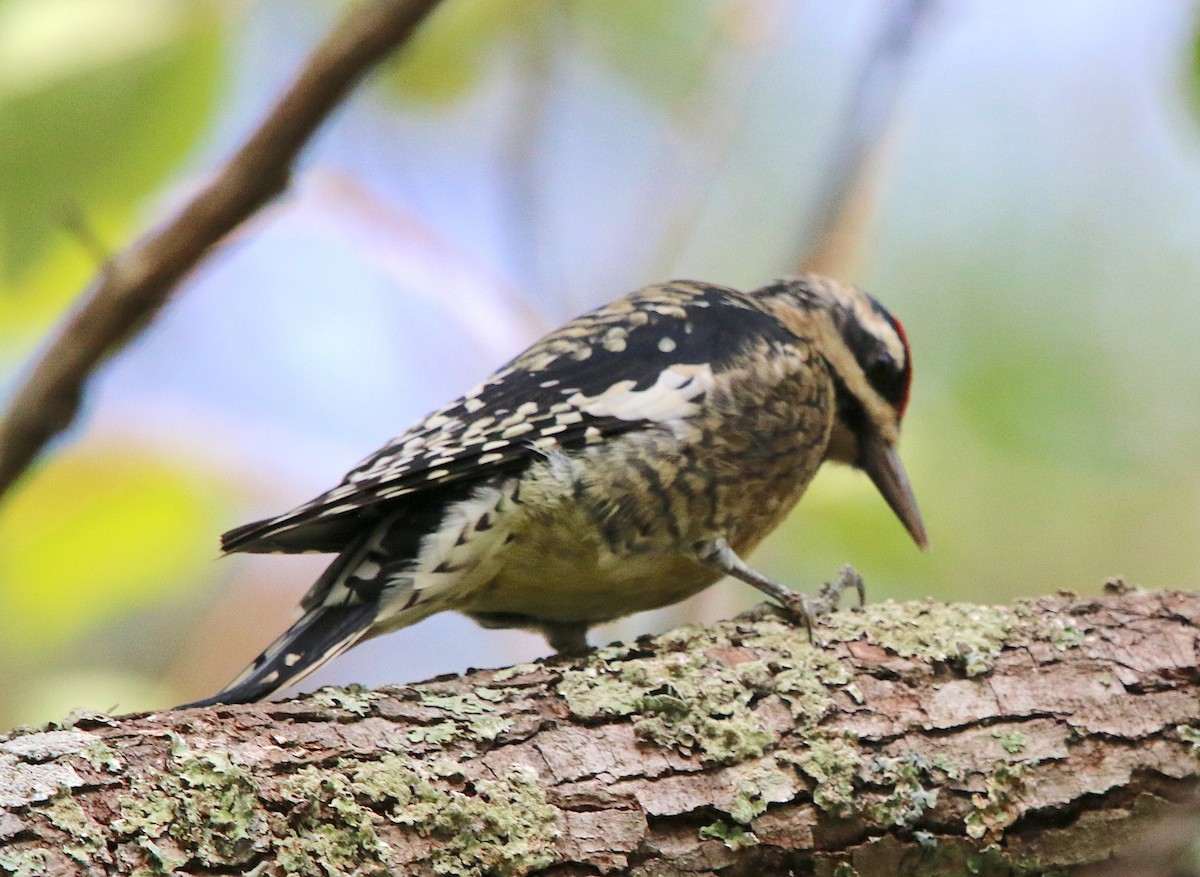 Yellow-bellied Sapsucker - ML184109621