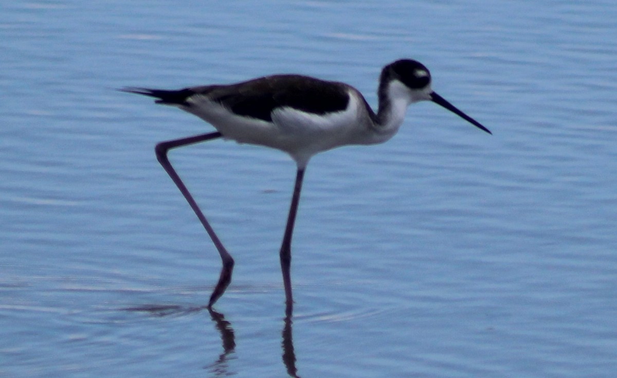 Black-necked Stilt - ML184109731