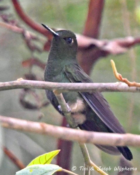 Buff-thighed Puffleg - ML184109801