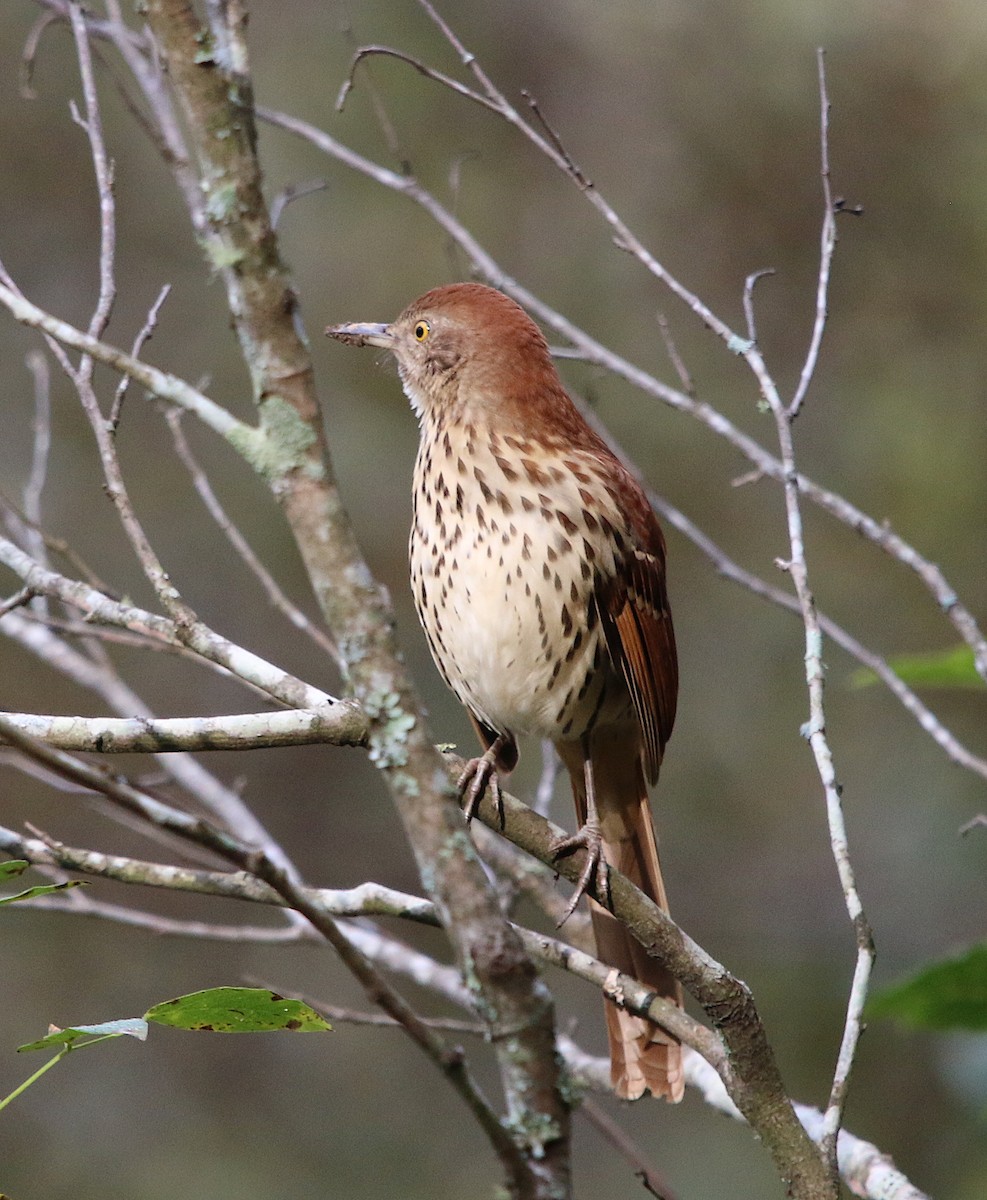 Brown Thrasher - ML184109861
