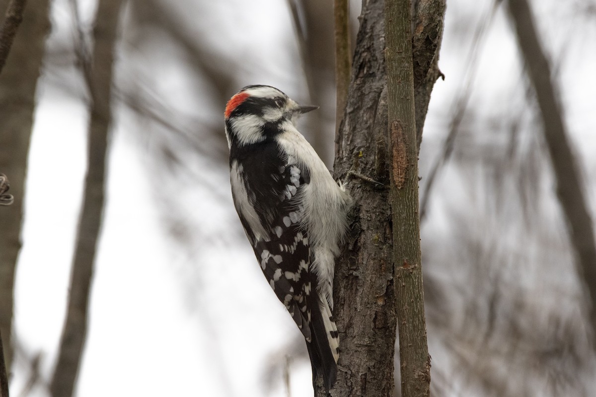 Downy Woodpecker - Kent McFarland